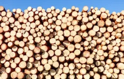 Ilustrasi kayu hasil penebangan. (Sumber: Pexels/Pixabay)