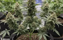 ai generated image (Sumber: gemini)