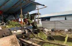 Pengolahan sampah organik di di TPS Gedebage menjadi kompos. (Sumber: ayobandung.id | Foto: Halwa Raudhatul)