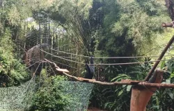 Salah satu satwa di Kebun Binatang Bandung. (Sumber: Ayobandung | Foto: Gilang Fathu Romadhan)