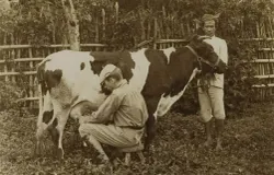 Peternak Belanda sedang memerah susu sapi di Lembang tahun 1910-an. (Sumber: Leiden University Libraries Digital Collections)