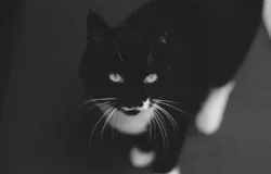 Sebenarnya tidak ada bukti real atau konkret bahwa kucing dapat menyerap sebuah energi negatif seperti dalam pengertian metafisika. (Sumber: Pexels/Sienna Paxie)