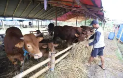 Sapi dan kambing yang akan dikurbankan (Sumber: ayobandung.id)