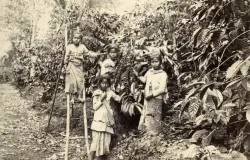 Potret pribumi pekerja kopi di Jawa tahun 1920-an. (Sumber: KITLV)