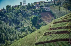 Lanskap lahan pertanian di Kawasan Bandung Utara (KBU) di Cimenyan, Kabupaten Bandung, Senin 7 April 2025 (Sumber: ayobandung.id | Foto: Kavin Faza)