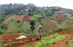 Petani menggarap lahan pertaniannya di kawasan Cimenyan, Kabupaten Bandung. (Sumber: ayobandung.id | Foto: Irfan Al-Faritsi)