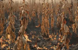 Ilustrasi krisis iklim. (Sumber: Pixabay/Cloud_Purple)