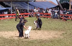 Wasit dan Peternak Sedang  Menampilkan Kesenian Ketangkasan Adu Domba di Lapangan Pangidahan (Sumber: Dokumentasi Penulis | Foto: Davi Rivaldo Ramadhan Hidayat)
