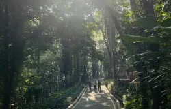 Sejumlah pengunjung berjalan santai di bawah rindangnya pepohonan, 7 November 2025, berlokasi di Taman Hutan Raya Ir. H. Djuanda, Kota Bandung (Sumber: Dokumentasi Penulis | Foto: Nindy Lazuar)