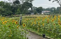 Deretan bunga matahari bermekaran menghiasi taman Jardin de Gia di kawasan Gia’s Grange. (28/10/2025) (Foto: Rasya Nathania)