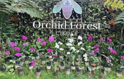 Deretan anggrek berwarna-warni menyambut pengunjung di pintu masuk kawasan wisata alam Desa Cikole, Lembang, Kabupaten Bandung Barat, Minggu (26/10/2025). (Sumber: Nabila Putri Wiritanaya)