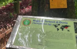 Anggrek terkecil di dubia jadi bintang baru kawasan konservasi (04/11/2025) (Sumber: Dok.pribadi | Foto: Nazwa Revanindya)