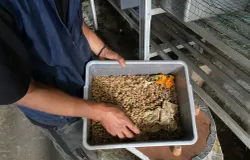 Budidaya maggot di RW 9 Lebakgede menjadi upaya warga mengolah sampah organik agar bermanfaat bagi lingkungan sekitar. (Sumber: ayobandung.id | Foto: Ikbal Tawakal)