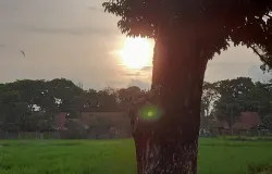 Matahari, Pohon, dan Sawah di Baleendah, Kabupaten Bandung (Sumber: Dokumentasi Pribadi | Foto: Arfi Pandu Dinata)