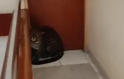 Macan tutul di Hotel Sukasari Bandung yang diduga merupakan satwa kabur dari Lembang Park & Zoo.