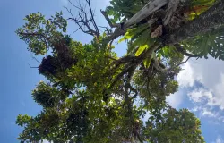 Pohon dan Langit Biru (Sumber: Dokumentasi Pribadi | Foto: Arfi Pandu Dinata)