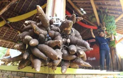 Selama lebih dari satu abad, Warga Kampung Adat Cireundeu sudah terbiasa mengonsumsi rasi atau beras yang diolah dari singkong. (Sumber: ayobandung.id | Foto: Irfan Al Faritsi)