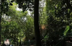 Hutan Kota Babakan Siliwangi, Kota Bandung. (Sumber: Ayobandung.id | Foto: Irfan Al-Faritsi)