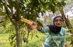 Leni Suswati menunjukkan pohon saninten. (Sumber: ayobandung.id | Foto: Restu Nugraha)