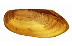 Kijing air tawar (Pilsbryoconcha exilis) ini cangkangnya keras, tapi daging lunak. Bentuknya gepeng, warnanya putih gading. (Sumber: Istimewa)