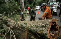 Aktivita penebangan pohon di Kota Bandung. (Sumber: ayobandung.com | Foto: Ayo Bandung)