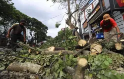 Dinas Perumahan dan Kawasan Permukiman (DPKP) melakukan pemangkasan sejumlah pohon di ruas jalan Kota Bandung. (Sumber: Ayobandung.id | Foto: Irfan Al-Faritsi)