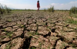 Sawah mengalami kekeringan di musim Kemarau. (Sumber: Ayobandung.id | Foto: Kavin Faza)