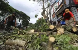 Dinas Perumahan dan Kawasan Permukiman (DPKP) melakukan pemangkasan sejumlah pohon di ruas jalan Kota Bandung. (Sumber: Ayobandung.com | Foto: Irfan Al-Faritsi)