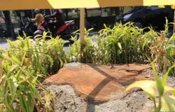 Sisa pohon yang ditebang di Jalan LLRE Martadinata (Jalan Riau), Kota Bandung, Selasa 4 Agustus 2026. (Sumber: ayobandung.id | Foto: Irfan Al Faritsi)
