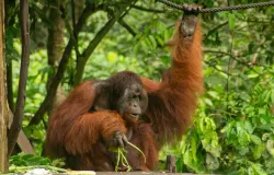 Orang utan di hutan Kalimantan. (Sumber: Pexels | Foto: Tim Morgan)