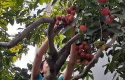 Petik buah rambutan di kebun halaman rumah penulis (Sumber: dokumen pribadi | Foto: Sri Maryati)