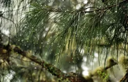 Butir-butir embun yang dijaring daun cemara gunung di lereng Gunung Rinjadi dari arah Aikberik. (Sumber: Dokumentasi Penulis | Foto: T Bachtiar)