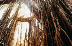 Ilustrasi pohon. (Sumber: Pexels | Foto: cottonbro studio)