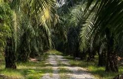 Ilustrasi perkebunan sawit (Sumber: Freepik)