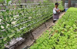 Warga saat memeriksa tanaman hydroponik di Buruan Sae Kelurahan Cigondewah Kidul, Kota Bandung (Sumber: ayobandung.com | Foto: Irfan Al-Faritsi)