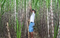 Ilustrasi petani tebu sedan beraktivitas di kebun. (Sumber: PT Perkebunan Nusantara III)