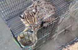 Warga setempat biasa menyebutnya Meong Congkok; dan ditemukan masuk halaman rumah. (Sumber: Dokumentasi Penulis)