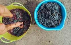 Ilustrasi proses pengolahan anggur. (Sumber: Pexels | Foto: Grape Things)