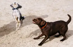 Ilustrasi anjing. (Sumber: Pexels)