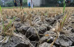 Sawah yang mengering akibat kemarau di Padalarang, Kabupaten Bandung Barat, Kamis, 30 Juli 2026. (Sumber: Ayobandung.com | Foto: Irfan Al-Faritsi)