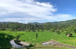 Foto Hamparan sawah di Desa Pamoyanan, Cianjur Selatan, pada 21 Maret 2026. (Sumber: Dokumen Pribadi | Foto: Nadhil Ayudiya Az Zahra)