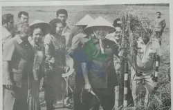 Presiden Soeharto panen padi perdana di Desa Jatimulya, Kec. Pusakanegara, Kabupaten Subang, Jawa Barat (8/7/1987). (Sumber: Perpusnas | Foto: Perpusnas)