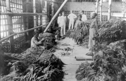 Tembakau kering di Jawa Timur sebelum tahun 1939. (Sumber: Wereldmuseum Amsterdam)