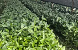 Perkebunan kopi arabica yang masih eksis sampai saat ini di Loa, Majalaya, Kabupaten Bandung, Jawa Barat. (Sumber: Dokumen Pribadi | Foto: Junior Fajar Rimbawan)