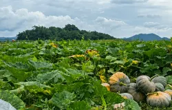 Waluh besar hasil pertanian waduk surut di Desa Cisurat, Kecamatan Wado, Kabupaten Sumedang, (11/6/2026). (Sumber: Ayobandung.id | Foto: Aris Abdulsalam)