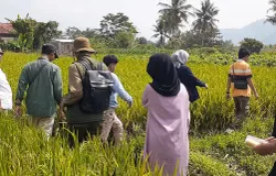 Ilustrasi para petani muda dan calon pelaku usaha pertanian sedang menyusuri pematang sawah di pedesaan Kabupaten Garut. (Sumber: dokpri | Foto: Totok Siswantara)