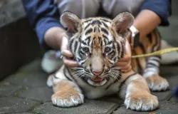 Huru dan Hara mati akibat terinfeksi virus feline panleukopenia. Hara lebih dulu mati pada 24 Maret 2026, disusul Huru pada 26 Maret 2026. (Sumber: ayobandung.id | Foto: Kavin Faza)