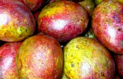 Buah kasturi (Mangifera casturi) sudah tidak dikenali lagi di Jawa Barat, tapi abadi dalam toponim Desa Kasturi yang terdapat di Kabupaten Majalengka dan di Kabupaten Kuningan. (Sumber: Dokumentasi Penulis | Foto: T Bachtiar)