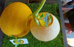 Hasil budidaya melon premium di Desa Margamukti, Sumedang Utara, (22/5/2026). (Sumber: Ayobandung.id | Foto: Aris Abdulsalam)