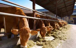 Hewan udhiyyah di Indonesia adalah sapi, kambing, domba, kerbau (Sumber: Pixeabay | Foto: Paskvi)